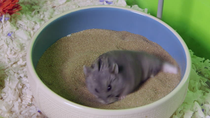 hamster sand bath dish