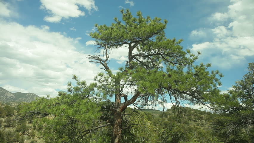 This is a culturally modified tree, Ancient Native American. Possible prayer tree