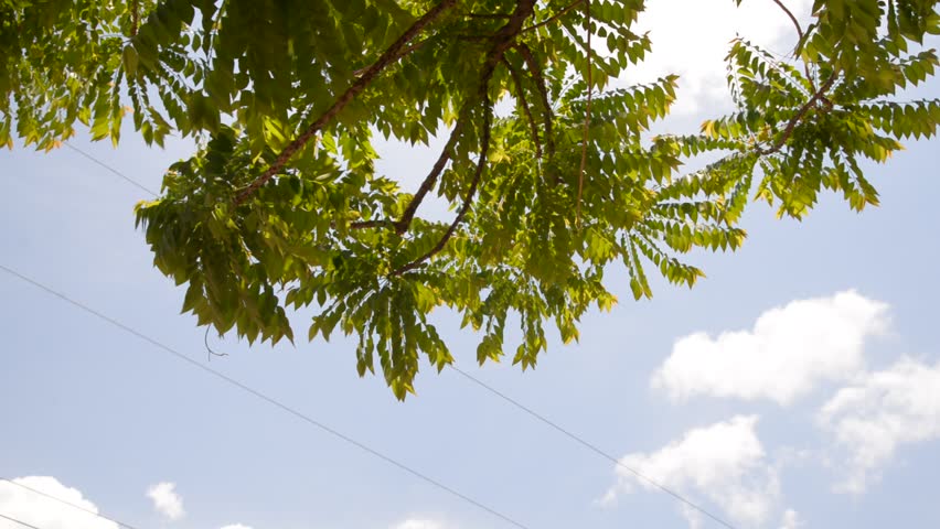 Gooseberry leaves on beautiful sky with bright sunlight
