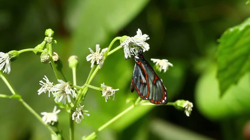 One of the few transparent butterfly comes to a white flower in Ecuadorian