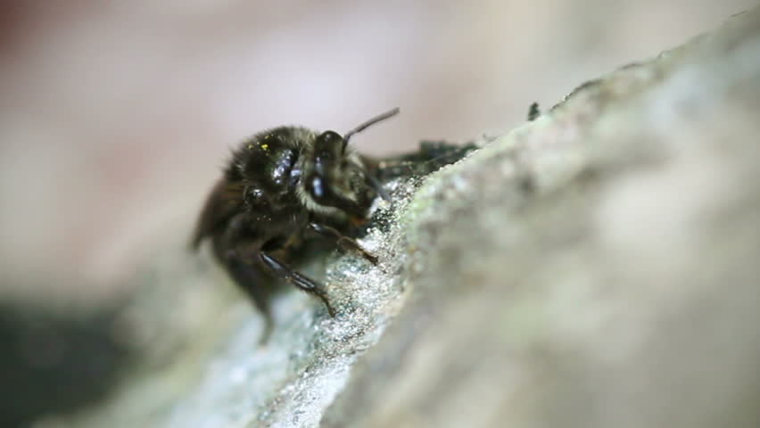 Closeup of fly eating minerals,shallow depth of field