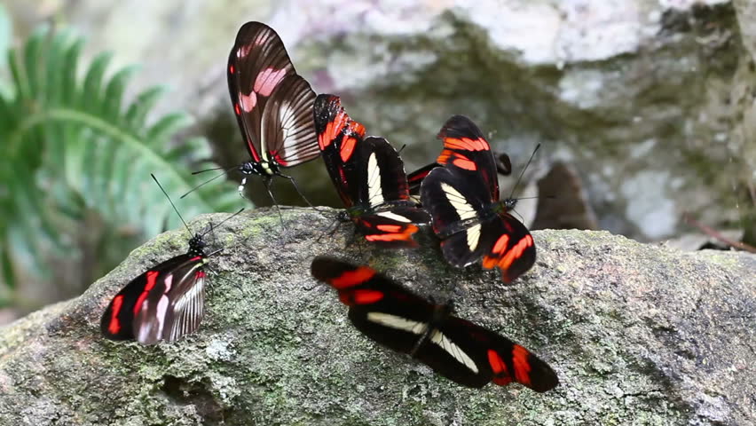 Group of postman butterfly eating minerals in Ecuadorian rainforest