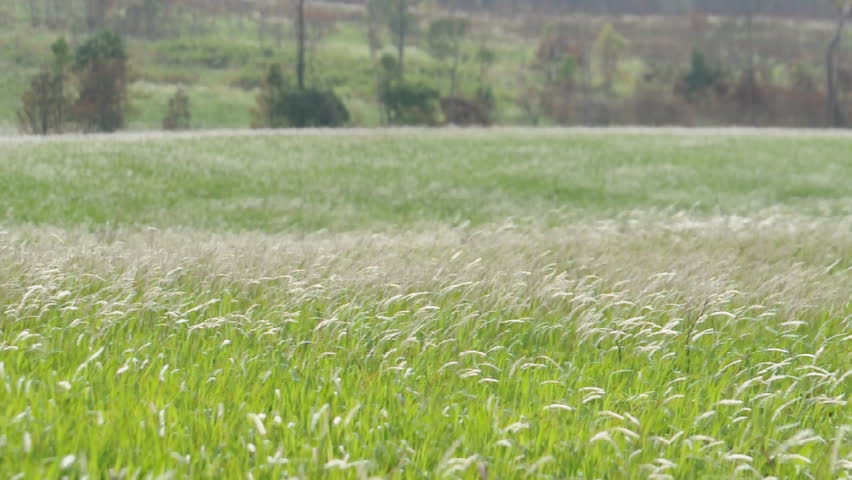 Green grass in the wind on Long Meadow Wildlife Sanctuary in Thailand.