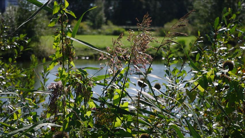 High reed against pond in wind day. 