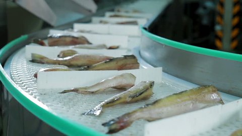 Seafood processing factory preparing fresh fish