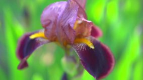 Iris Flowers blooming in a garden. Beautiful Violet Flower close up. Slow motion 240 fps full HD video footage 1080p
