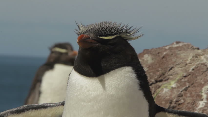 Rockhopper penguin closeup Royalty-Free Stock Footage #16966186