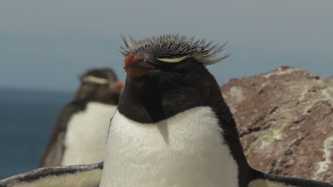 Rockhopper penguin closeup