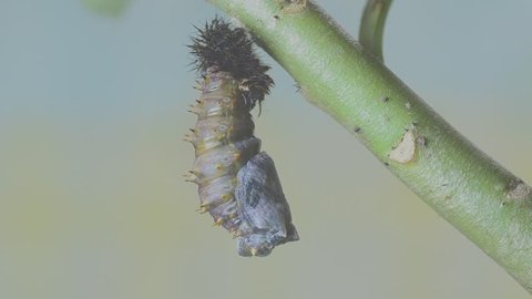 caterpillar of Blue Moon Butterfly turning into pupa part 4 of 4