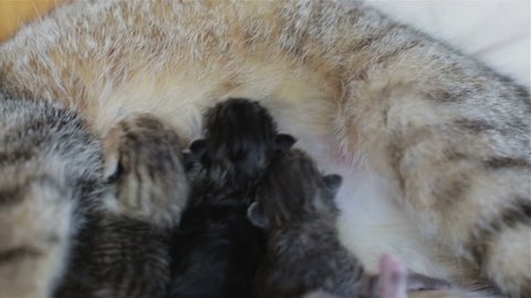 Cat is feeding their children. Four kittens are drinking mother's milk.