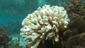 Coral bleaching, Pocillopora coral bleached due to El Nino, Pacific ocean, shallow water of Huahine island lagoon, French Polynesia
