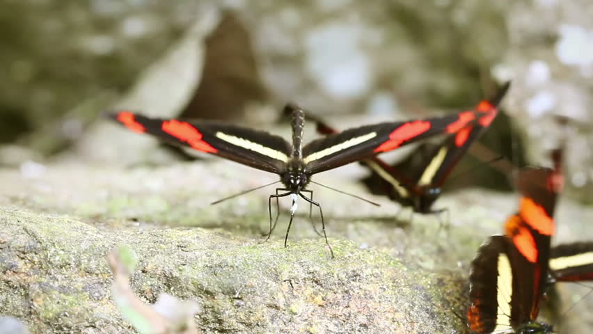 Group of postman butterfly eating minerals in Ecuadorian rainforest