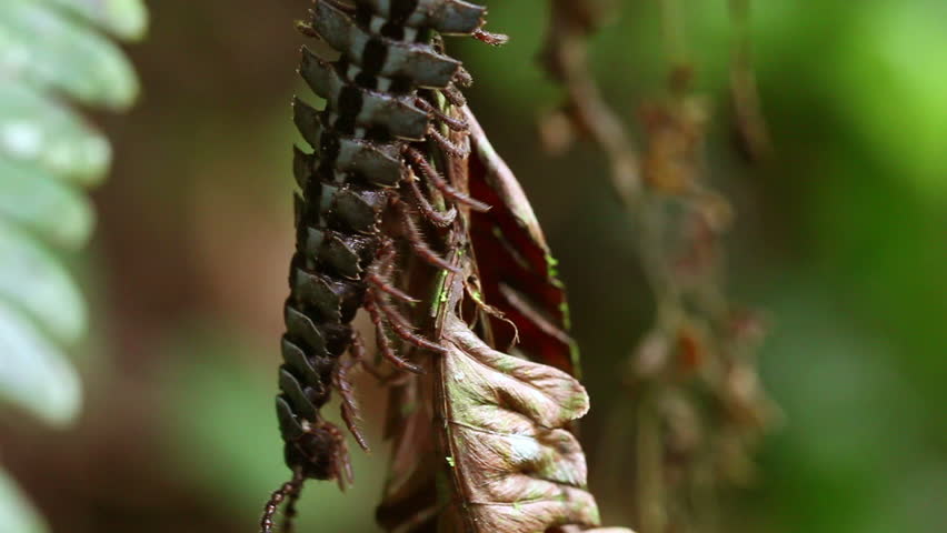 Macro shot of an huge black flat-backed centipede in ecuadorian rainforest