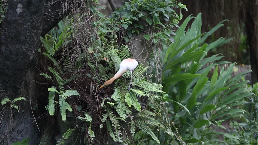 Cattle egret, also known as the Bubulcus ibis searching food on the top of the tree in Taiwan-Dan