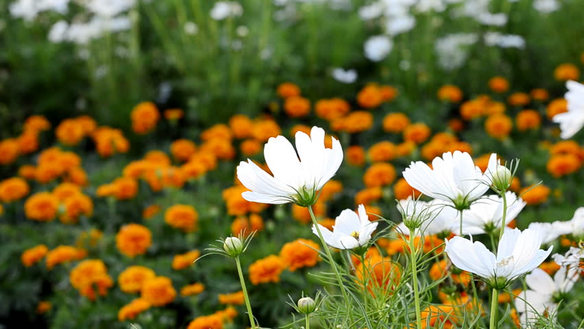 White flowers in a garden, with orange flowers in the background.