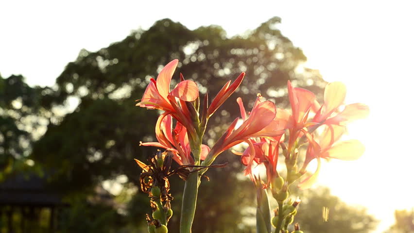 Orange flowers lit by the setting sun.