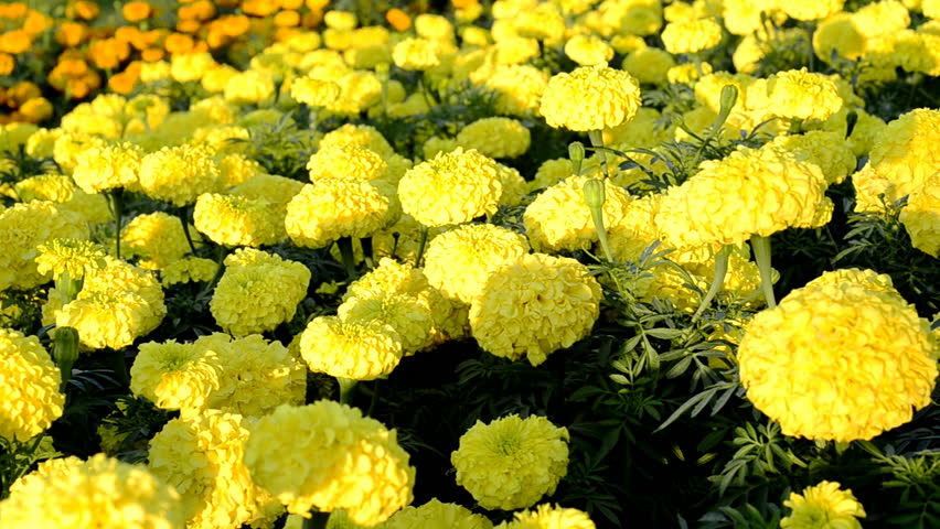 Yellow Marigold flowers in a park.
