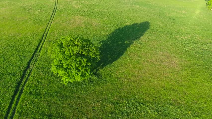 single tree in green meadow
