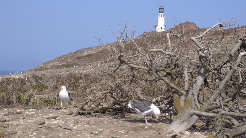 Lighthouse in Anacapa island, Channel islands national park, California.