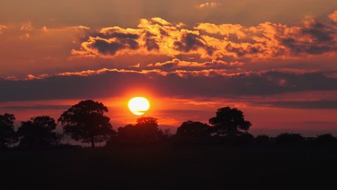 summer sunset silhouette of English Oak trees in foreground: Staffordshire, England - May 2016