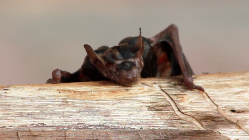 Wet Fruit Bat resting on a log