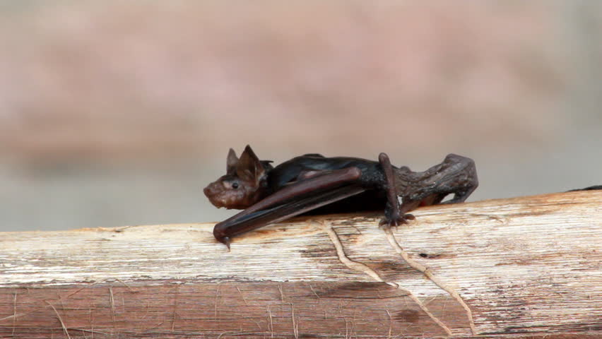 Wet Fruit Bat walks along log