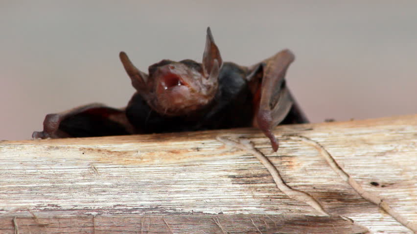 wet Fruit Bat 