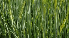 Slow motion field of young wheat ears green plants on the wind natural background   1080p HD footage - Slow-mo organic Triticum genus food cereals plantation agricultural 1920X1080 FullHD video