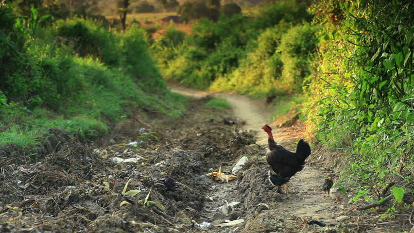 a chicken stands in the dirt road