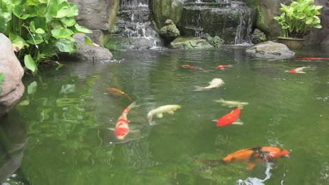 Koi Pond Stock Footage Video (100% Royalty-free) 16994401 | Shutterstock