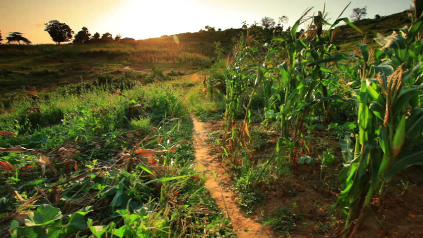 KENYA, AFRICA - CIRCA AUGUST 2010: Two kids run through cornfield at sunset in