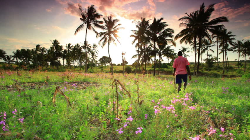 a field with palm trees