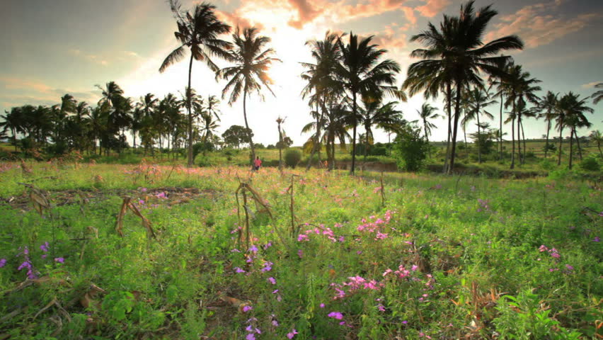 a field with palm trees