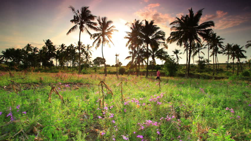 a field with palm trees