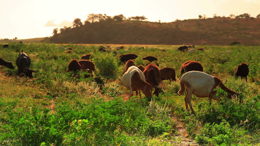 goats in field