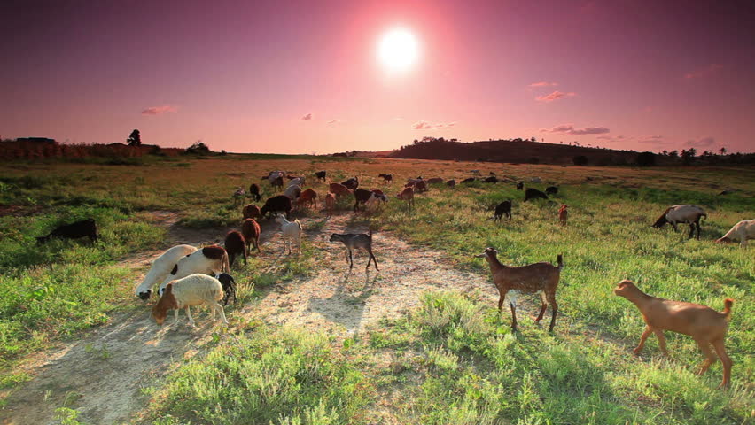 A herd of goats walking and eating the grass as the sun is coming up. The camera