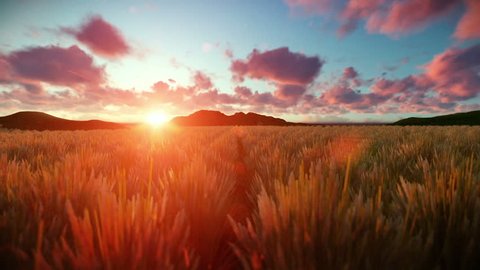 Wheat field against beautiful timelapse sunset, camera fly