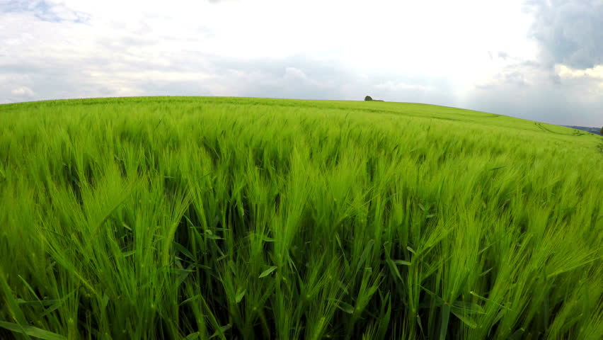 4K. Panorama of northern Luxembourg with a field of green wheat.