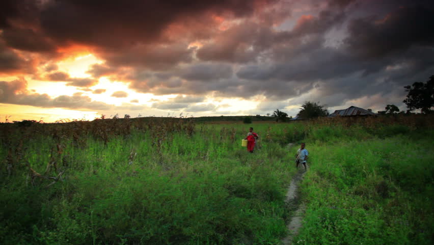 KENYA, AFRICA - CIRCA AUGUST 2010: A cornfield at sunset near a village in Kenya