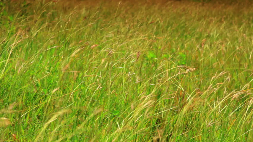 Tall grass blows in the wind on African savannah