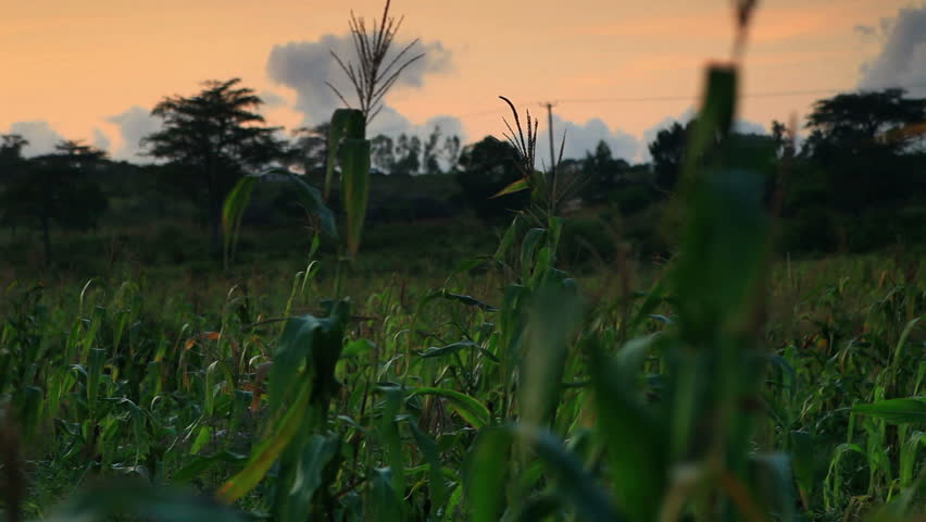 Shot of corn stalks in Kenya, Africa. Green.