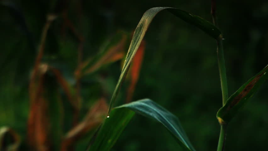 Close up of dripping corn stalk in African Savannah.