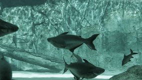 Tropical fish Black eared catfish (Pangasius). Video UltraHD 4k