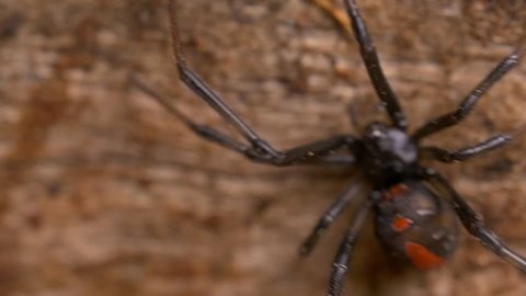 Deadly Redback Spider. Australia