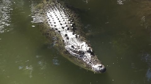 Australian Saltwater crocodile swim in ariver lagoon in Queensland, Australia