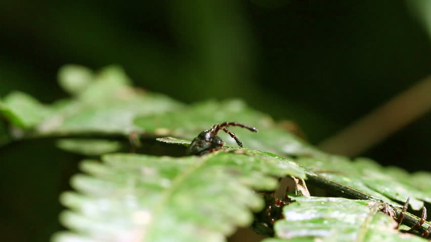 Macro shot of an huge black flat-backed centipede emerging from a leaf. 