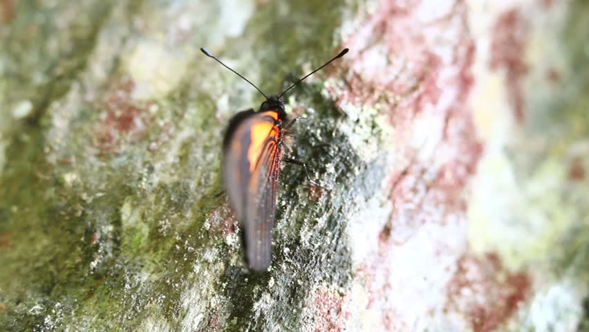 Large butterfly flipping his wings,Actinote ozomene shot in Ecuadorian