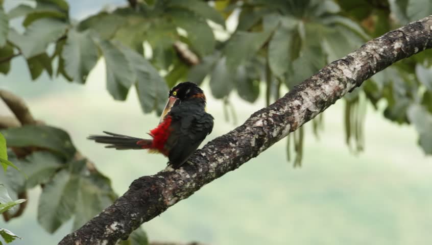 Toucan Collared Aracari, Pteroglossus torquatus, cleaning plumage, Costa Rica. Exotic bird in the tropic forest. Toucan sitting on the branch. 