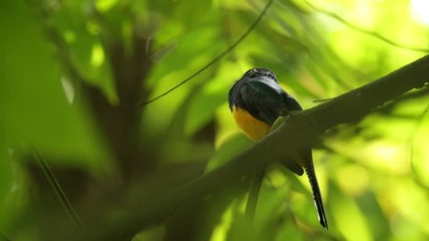 Bird in tropic forest. Guianan Trogon, Trogon violaceus, yellow and dark blue exotic tropic brid sitting on thin branch in the forest, Brazil. Exotic bird in the nature habitat. Tropic bird in jungle.