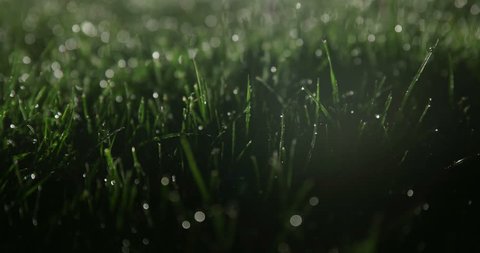 Wet grass at night on soccer field lit from behind